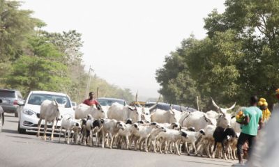 FG Ban Open Grazing