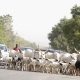 FG Ban Open Grazing